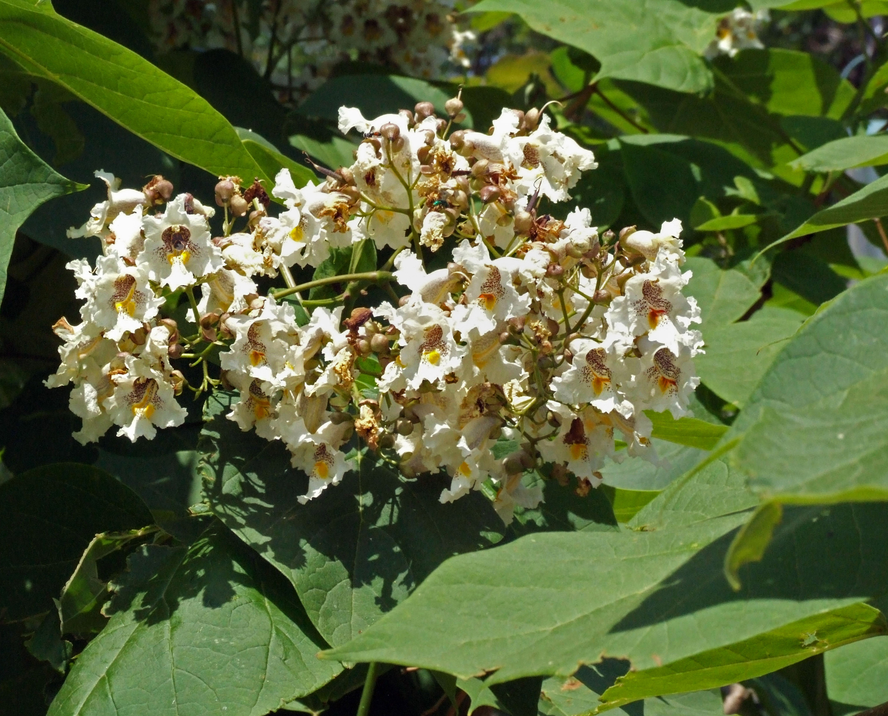 Western Catalpa